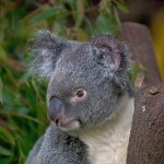 koala